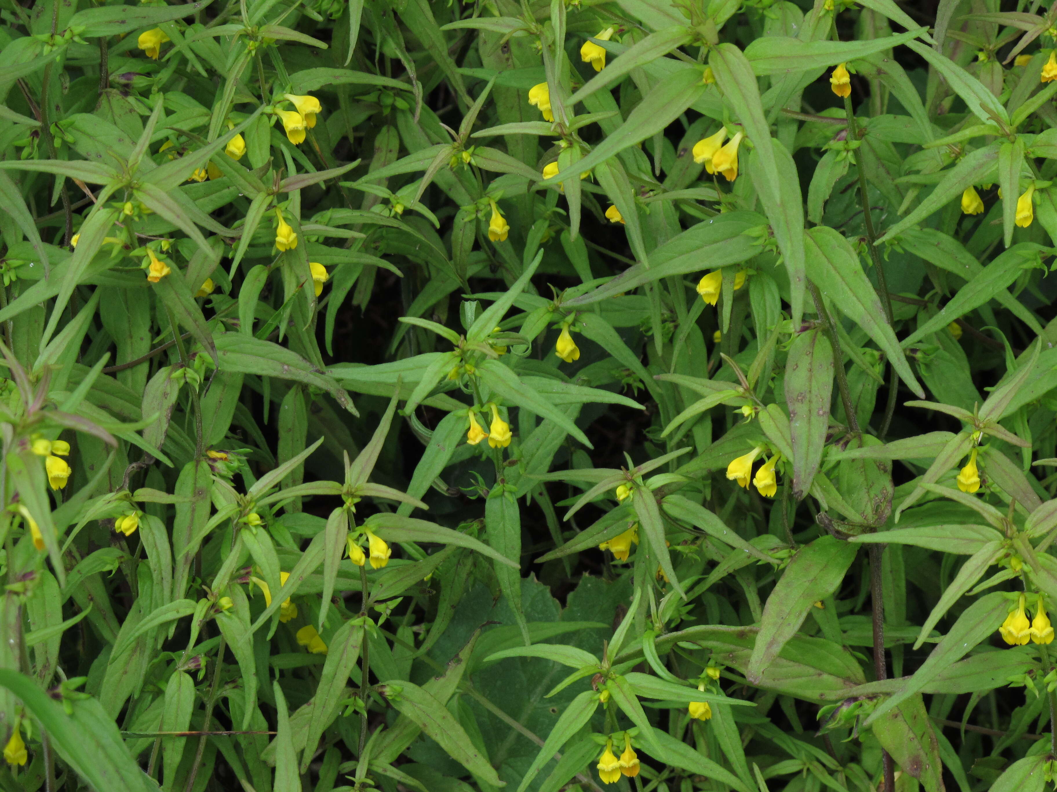 Image of Small cow-wheat