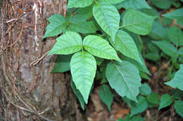 Image of eastern poison ivy