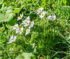 Image of alpine anemone