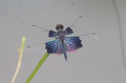 Слика од Rhyothemis triangularis Kirby 1889