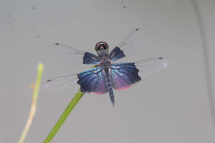 Слика од Rhyothemis triangularis Kirby 1889