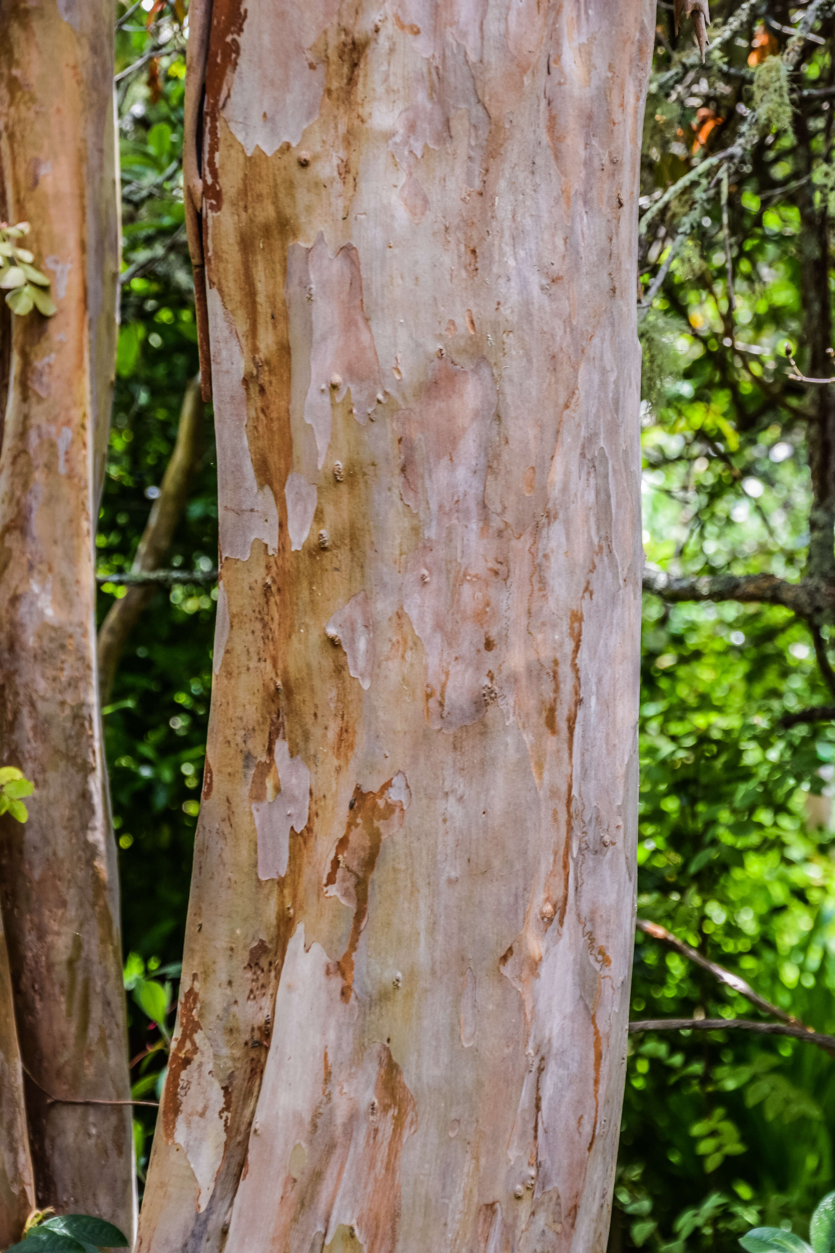 Image of Crape myrtle