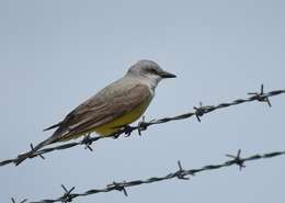 Image of Western Kingbird