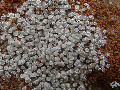 Image of Lecanora polytropa