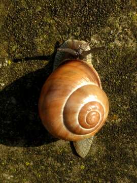 Image of Brown Lipped Snail