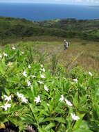 Imagem de Scaevola chamissoniana Gaud.