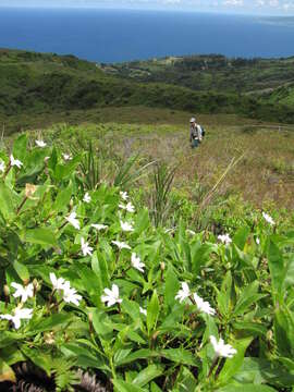 Imagem de Scaevola chamissoniana Gaud.