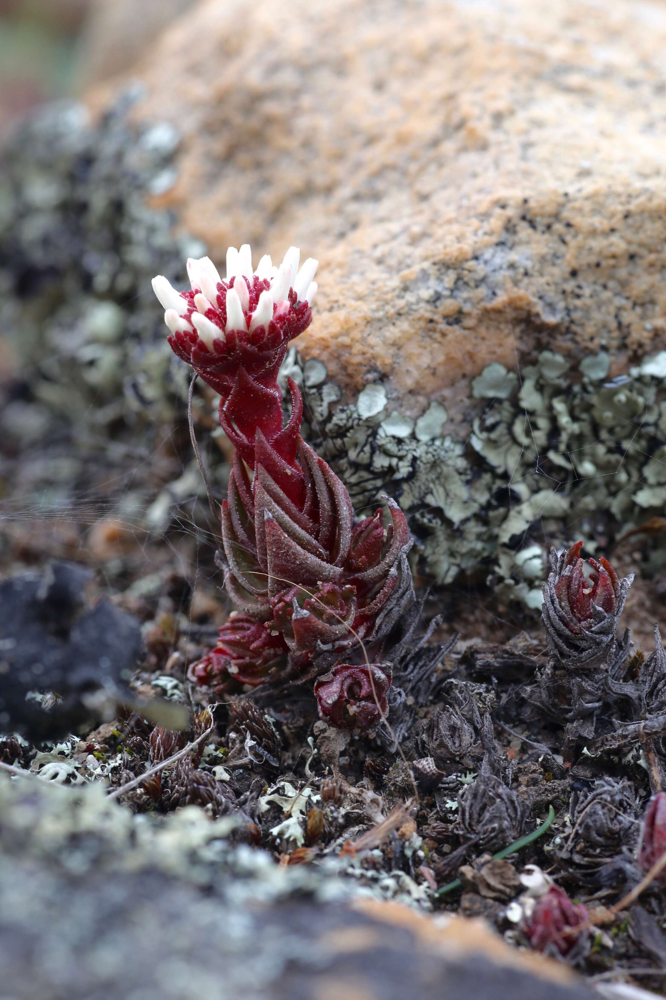 Image of Crassula alpestris Thunb.