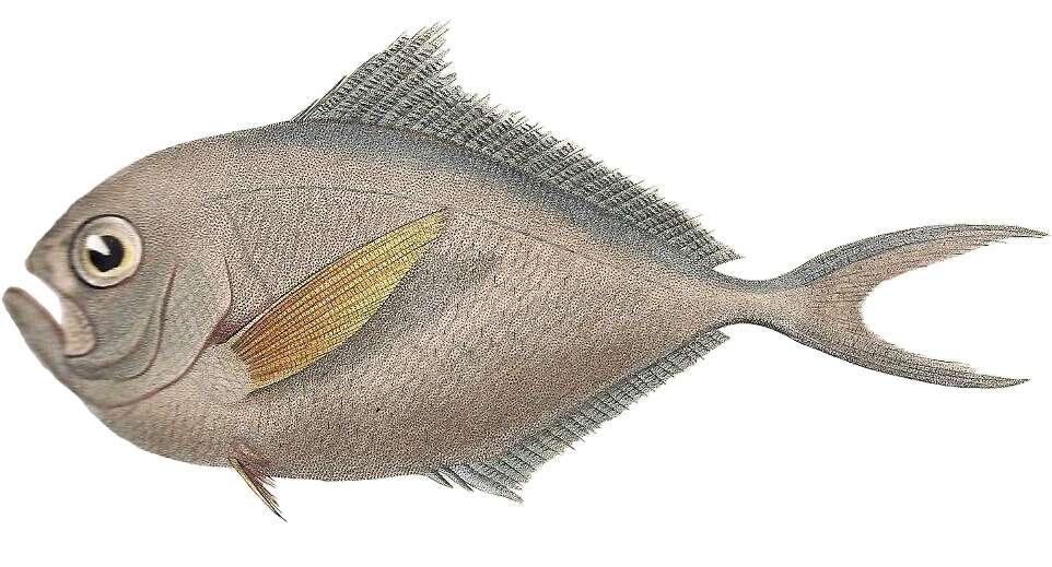 Image of Southern ray&#39;s bream
