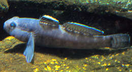 Image of Rock Goby