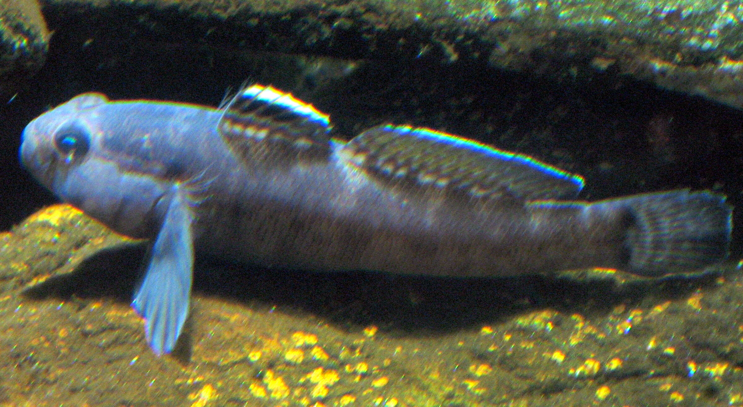 Image of Rock Goby