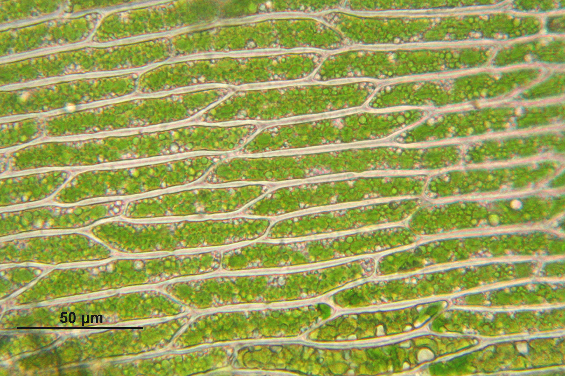 Image of pohlia moss