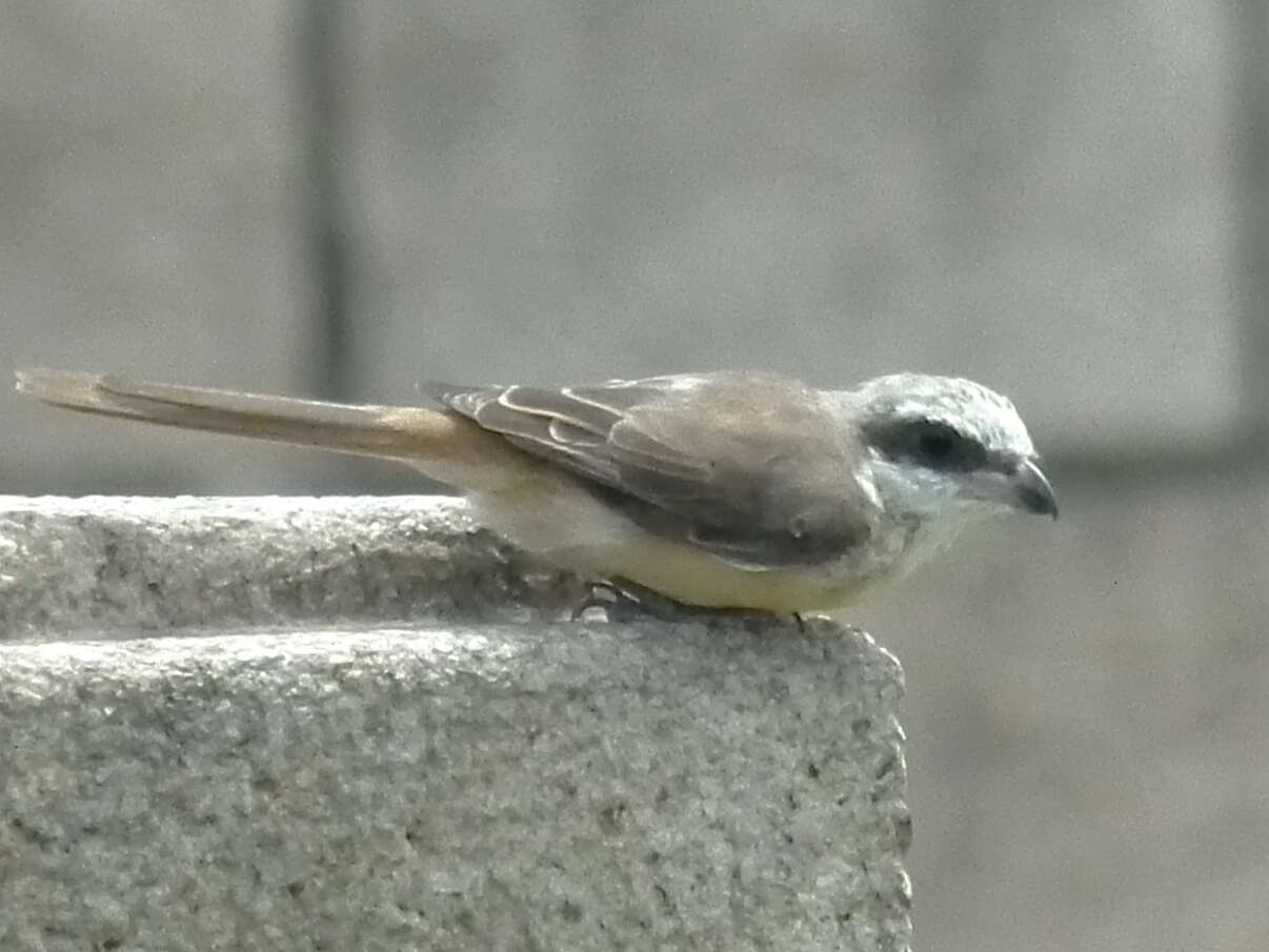 Image of Brown Shrike