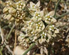 Image of milkweed