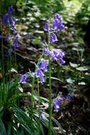 Image of Common Bluebell