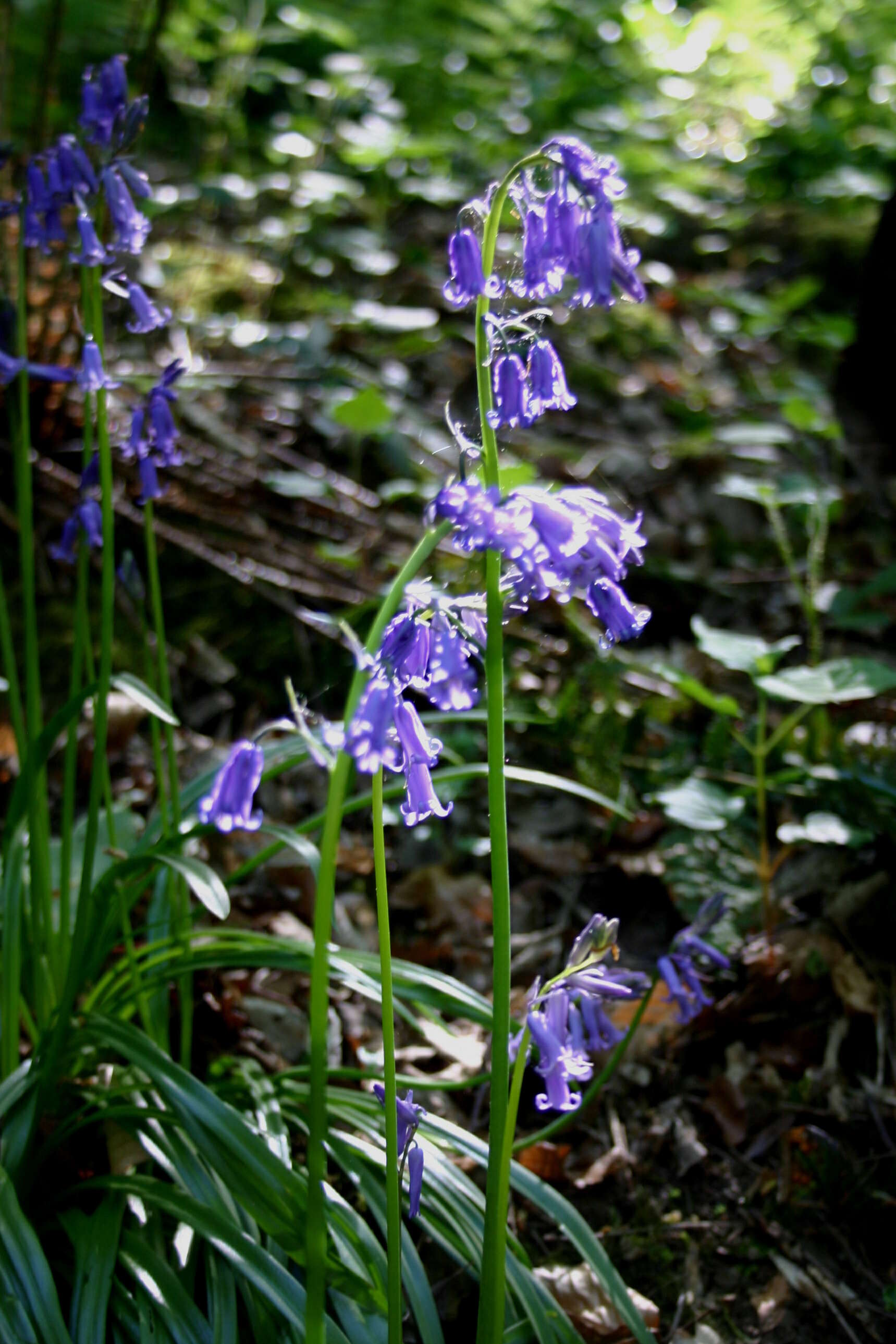 Image of Common Bluebell