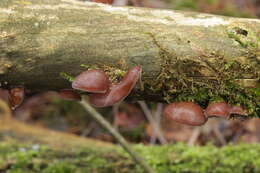 Image of ear fungus