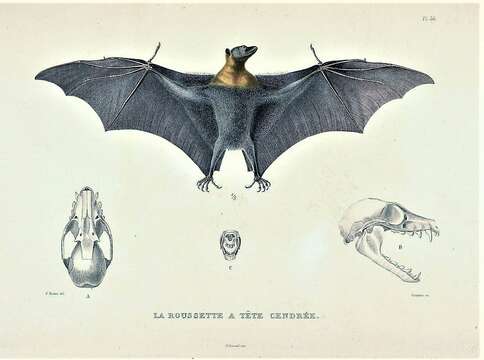 Image of Gray-headed Flying Fox