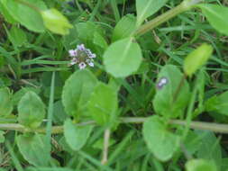 Plancia ëd Phyla nodiflora (L.) Greene