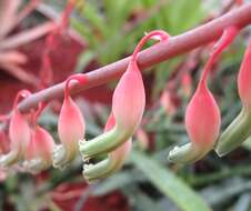 Image of Gasteria