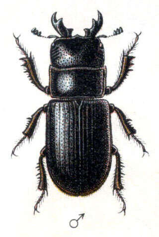 Image of Ceruchus chrysomelinus (Hochenwarth 1785)