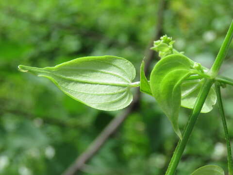 Image of Indian madder