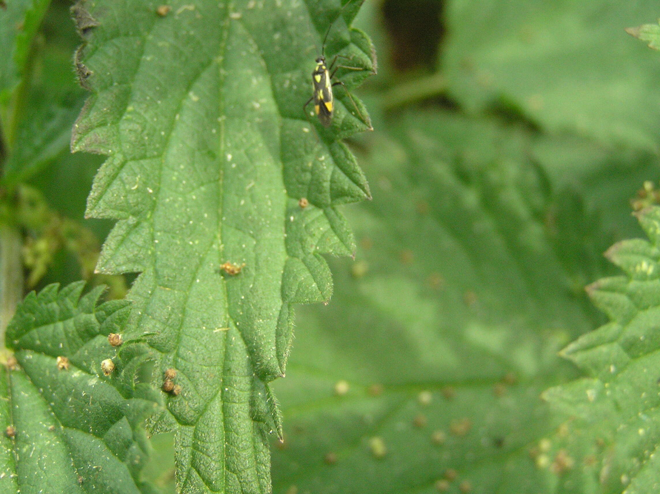 Image of Grypocoris stysi (Wagner 1968)