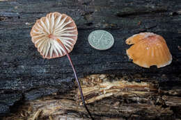 Image of Marasmius fulvoferrugineus Gilliam 1976