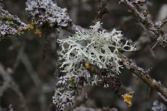 Image of ring lichen