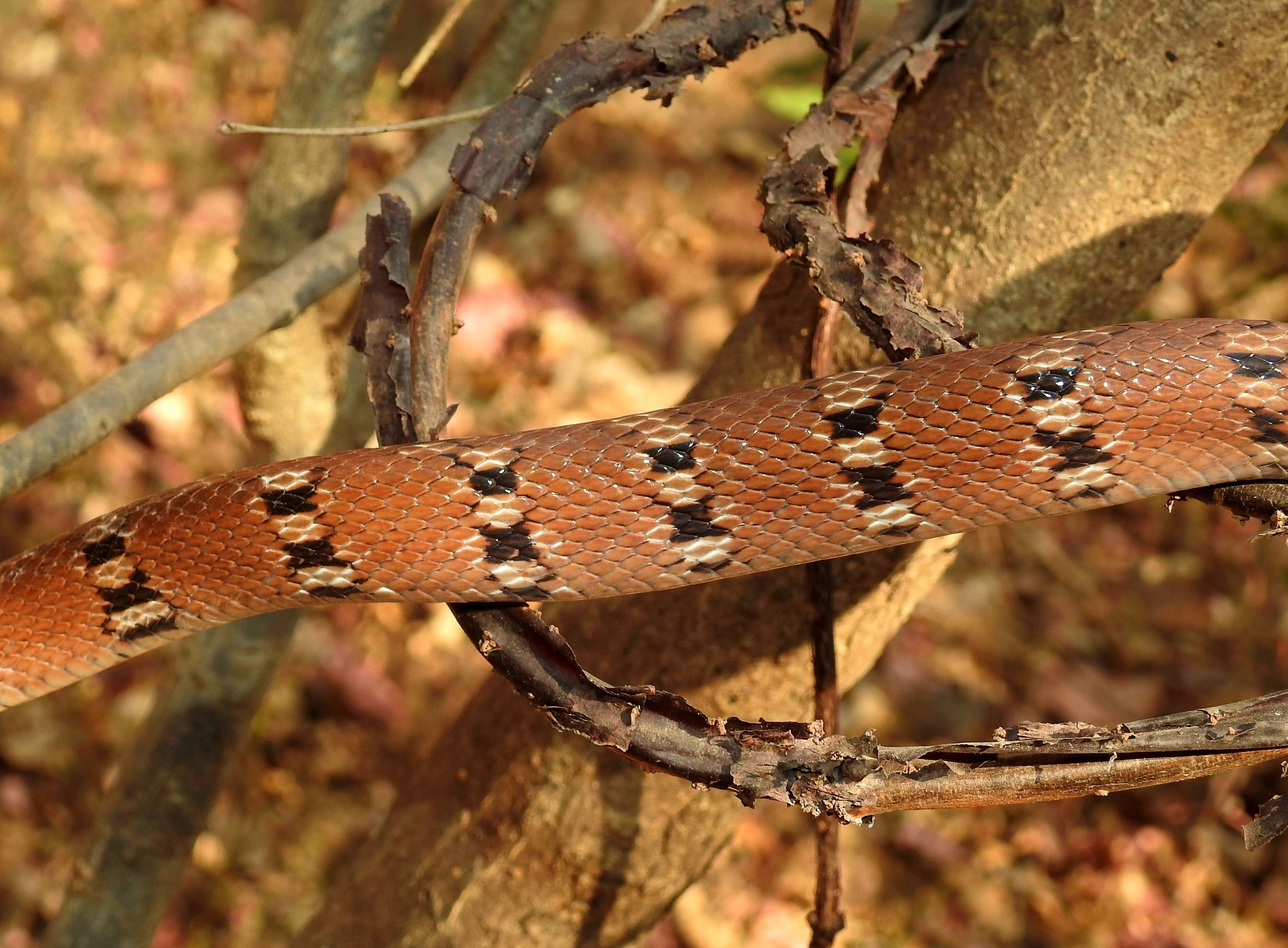 Imagem de Coelognathus helena (Daudin 1803)