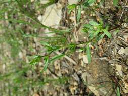 Image of american speedwell