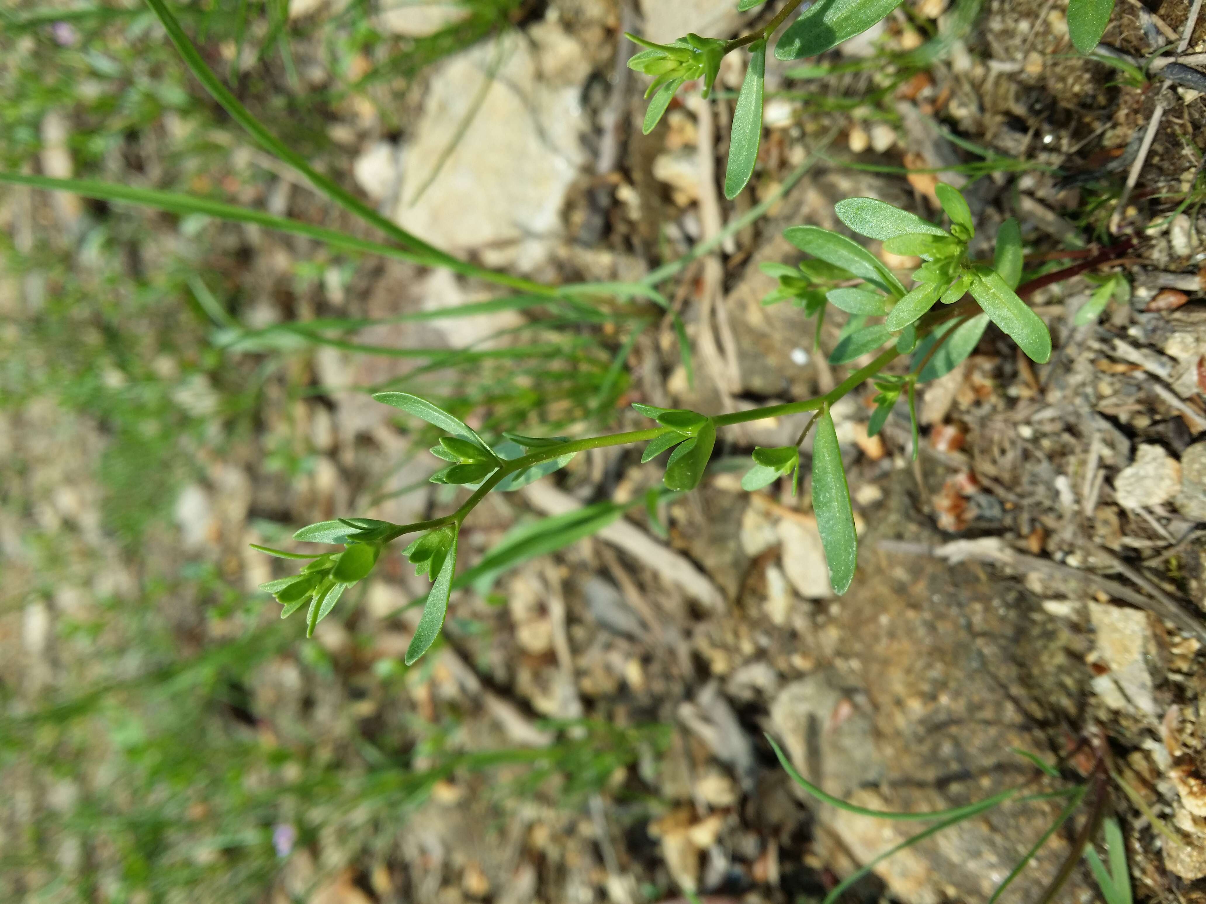 Image of american speedwell