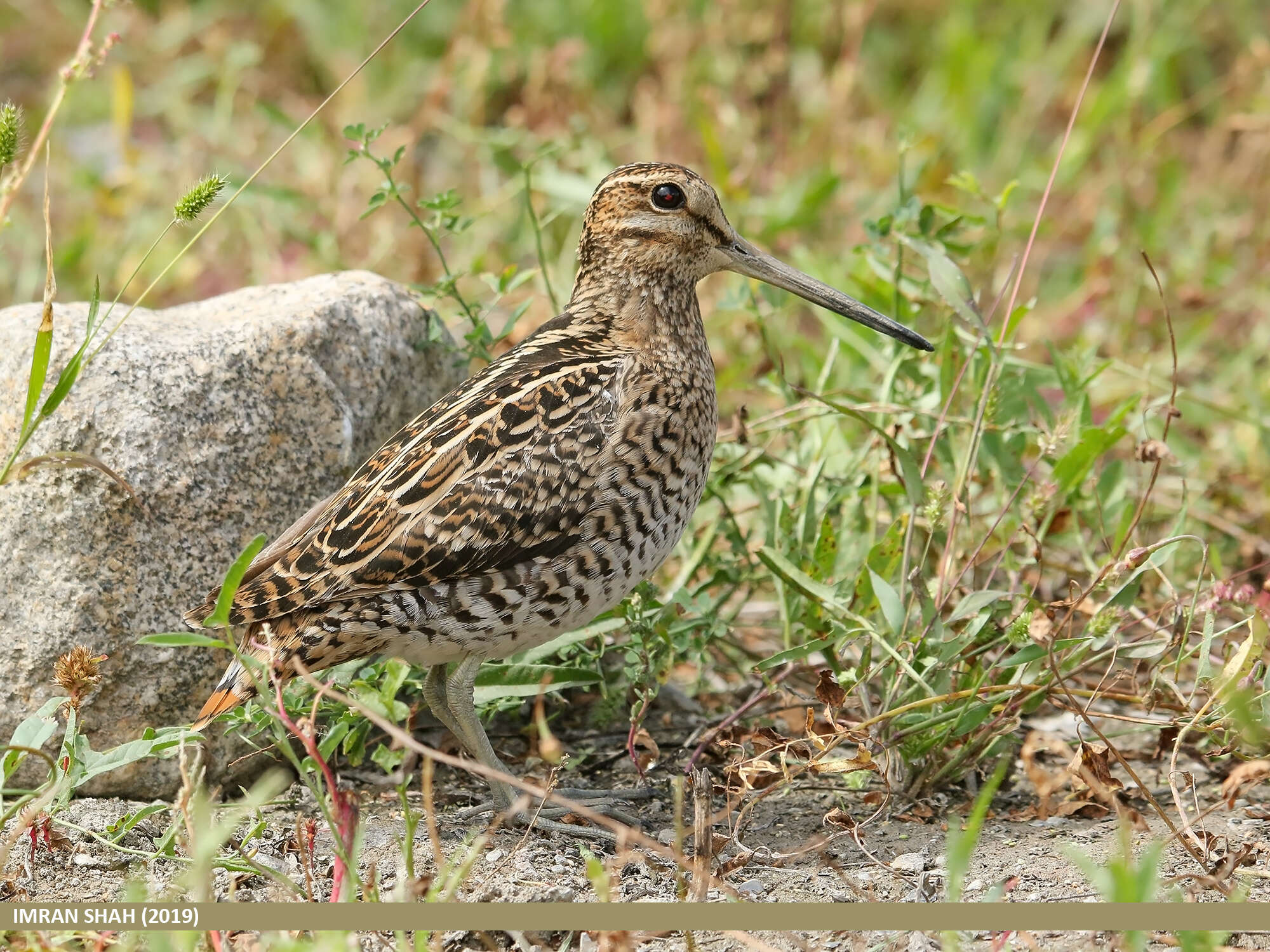 Image of Pin-tailed Snipe