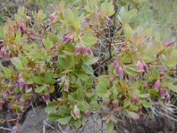 Image de Vaccinium reticulatum Sm.