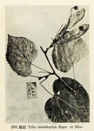 Image of Manchurian lime