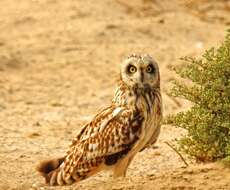 Image de Hibou des marais