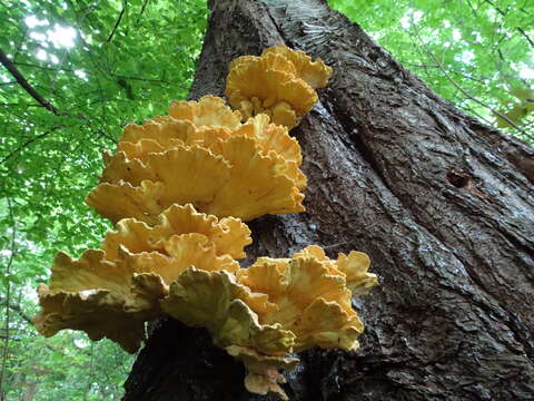 Image of Bracket Fungus