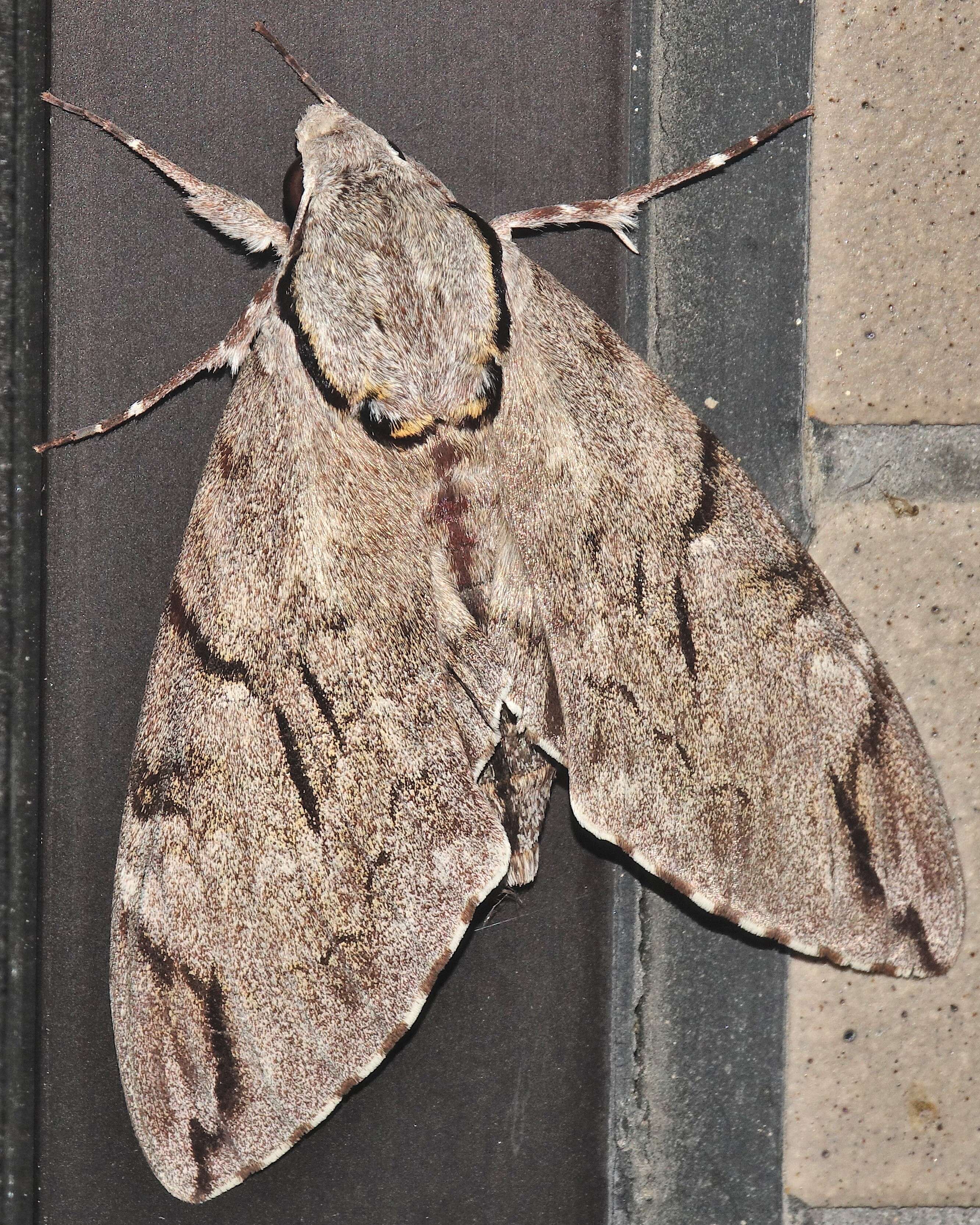 Image of Gray hawk moth