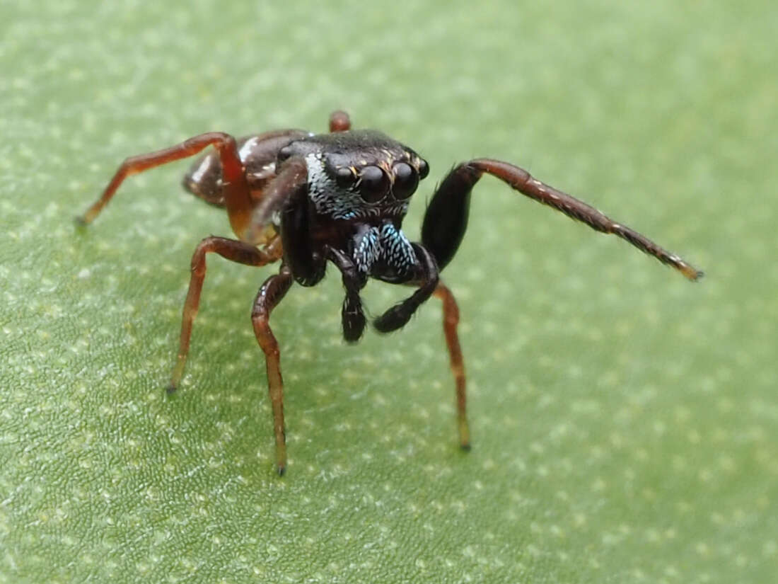 Image of Zygoballus sexpunctatus (Hentz 1845)