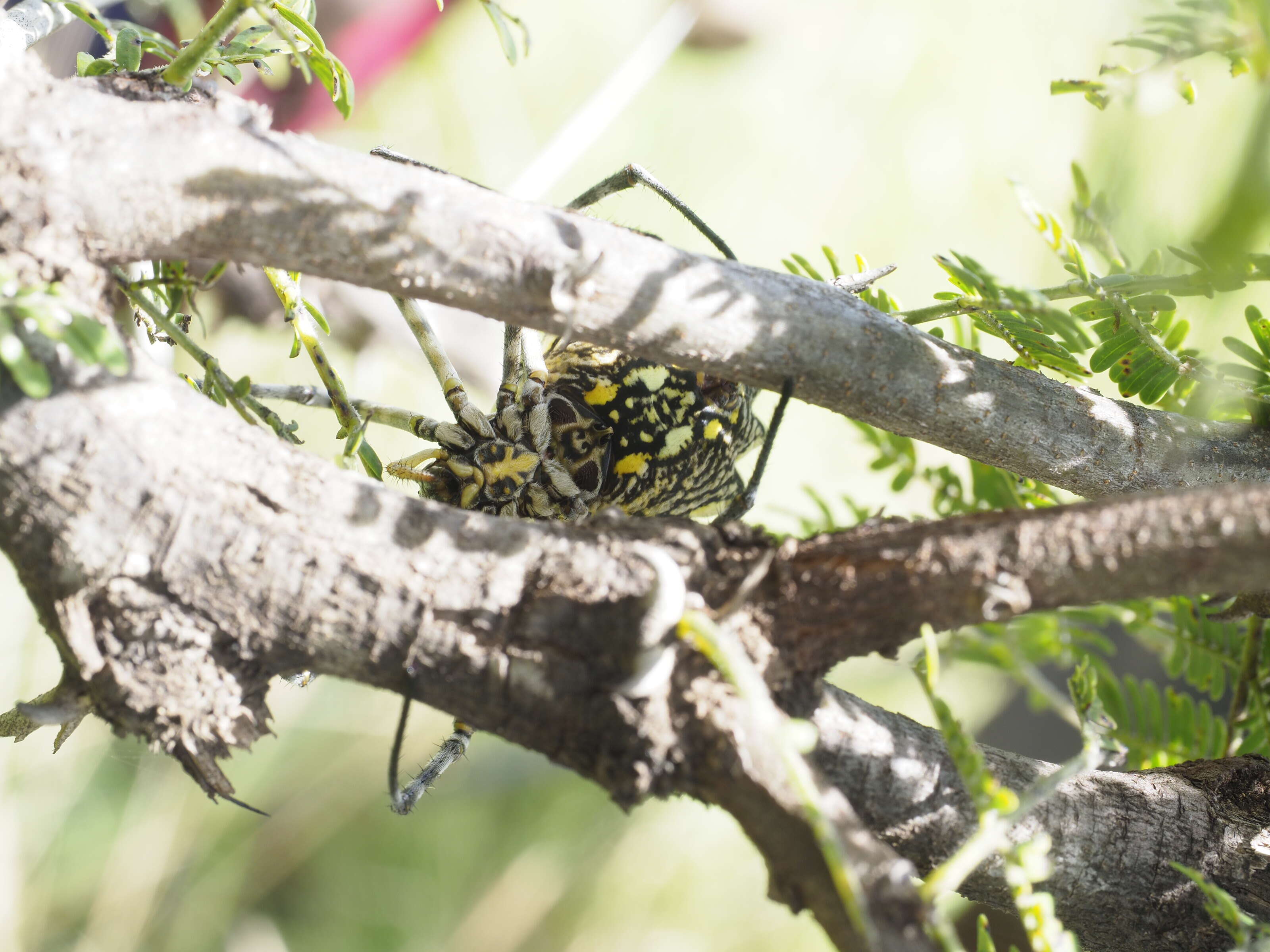 Image of Argiope australis (Walckenaer 1805)