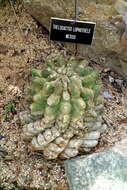 Image of Thelocactus rinconensis (Poselger) Britton & Rose