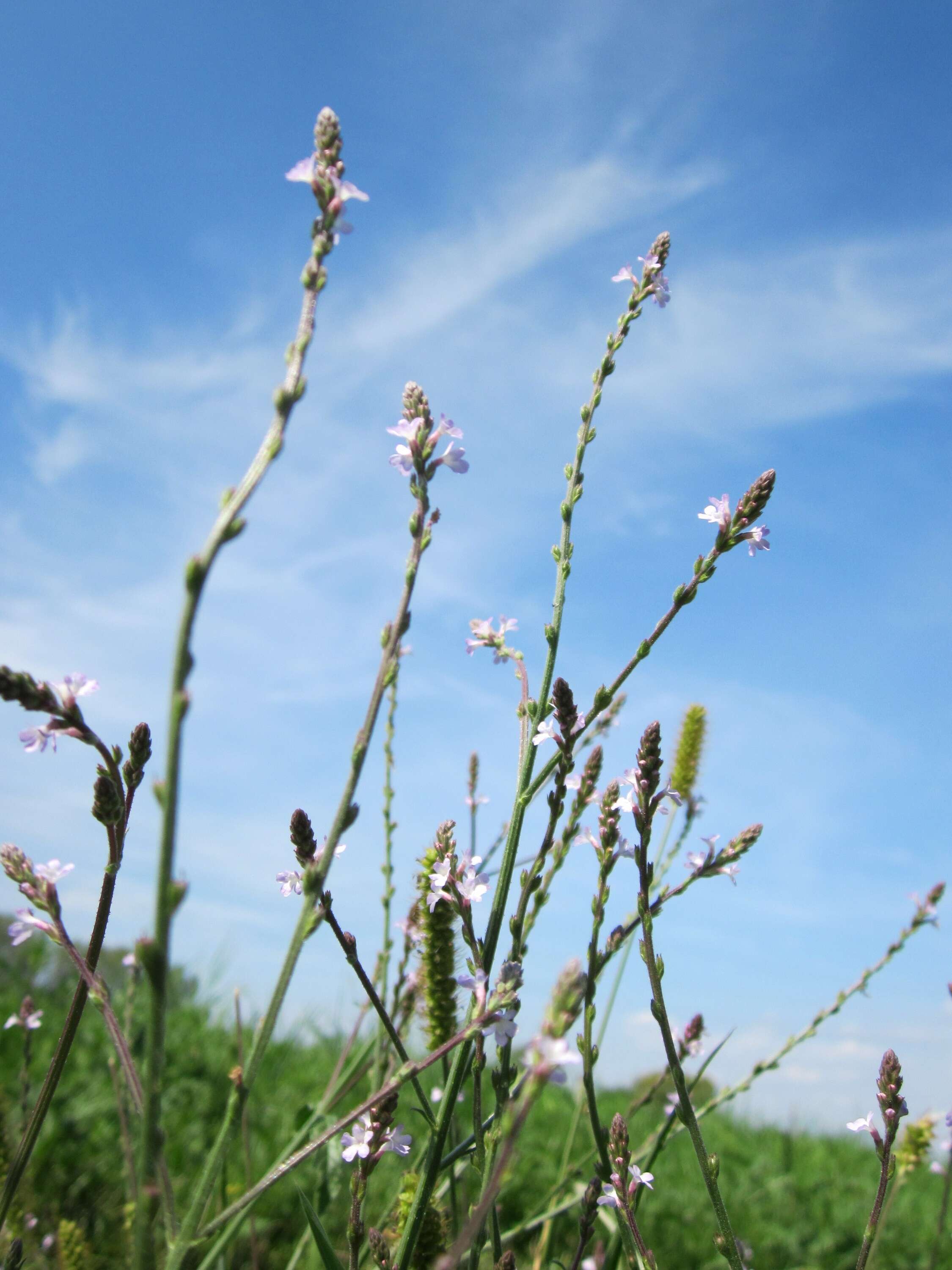 Image of herb of the cross