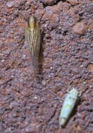 Image of delphacid planthoppers