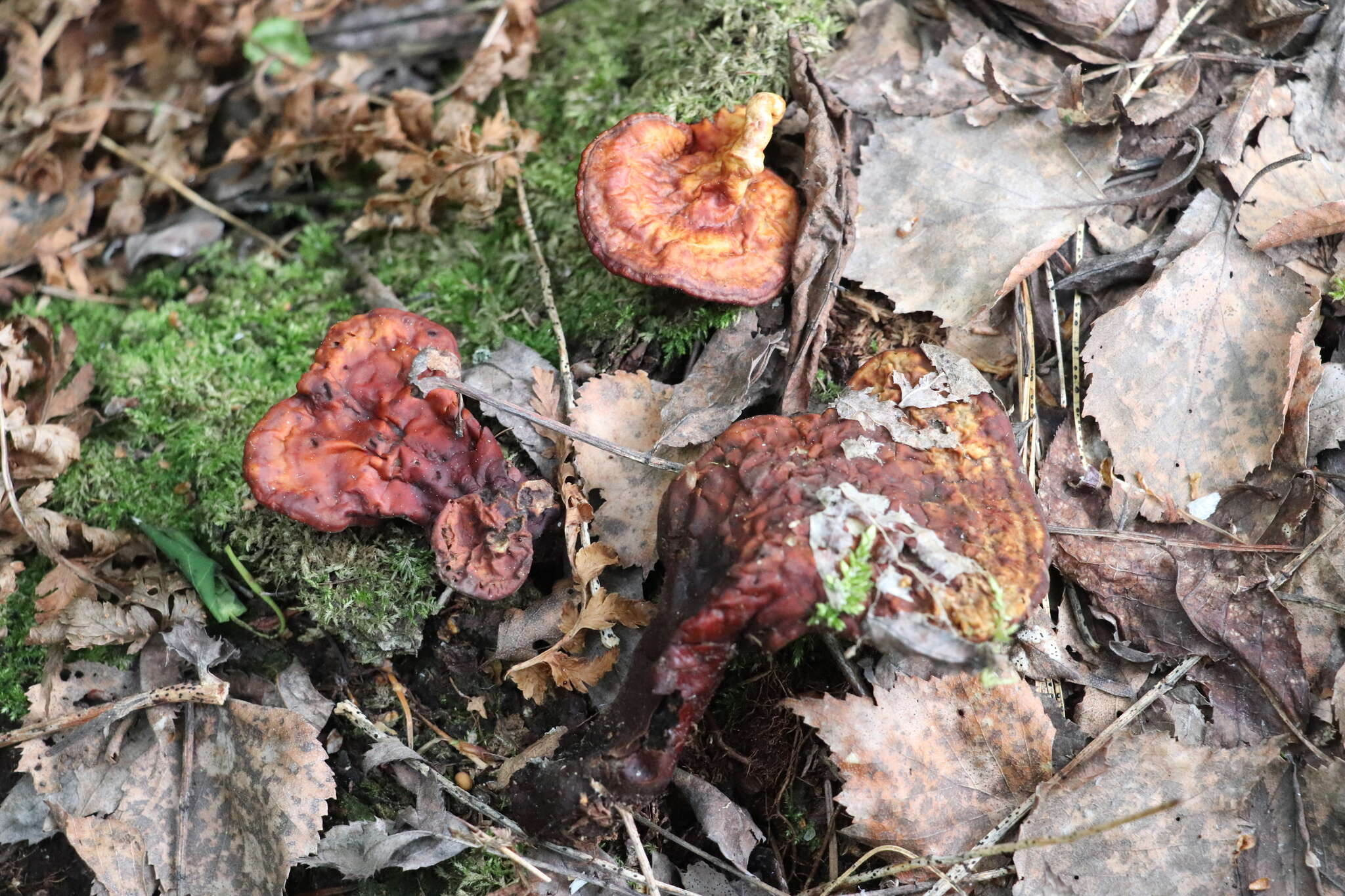 Image of lingzhi mushroom