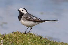 Image of Pied Wagtail and White Wagtail