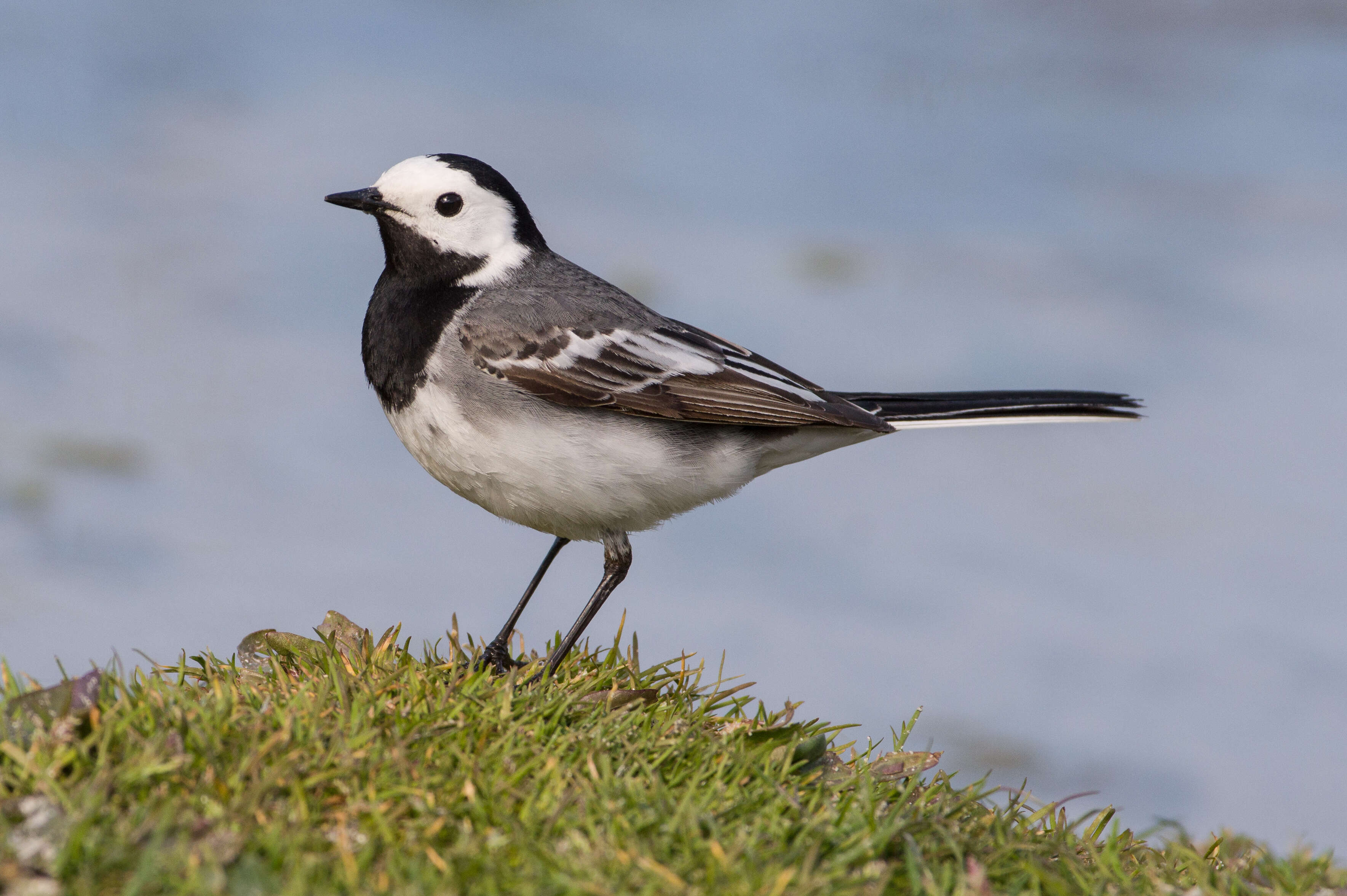 Image of Pied Wagtail and White Wagtail