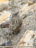 Image of Alpine Accentor