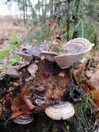 Image of Ganoderma applanatum