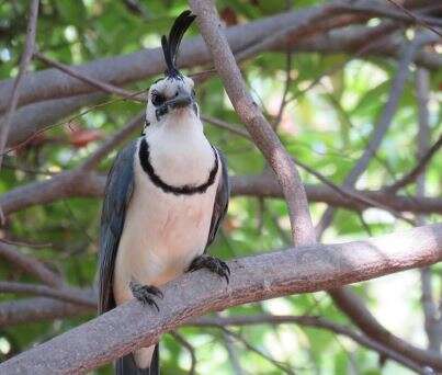 Image of Magpie-jay