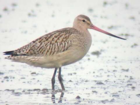 Image of Bar-tailed Godwit